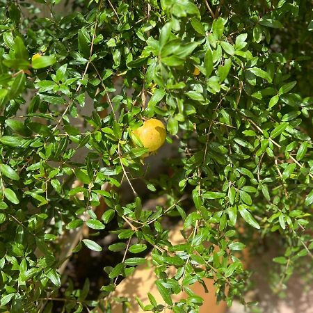 Il Riccio Villa Bari Ngoại thất bức ảnh